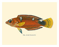 Pihi (Julis Greenovii) - Clown Wrasse Fish - from Fishes of Hawaii - c. 1905 - Fine Art Prints & Posters