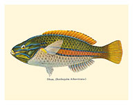 Ohua (Stethojulis Albovittata) - Blue-Lined Wrasse Fish - from Fishes of Hawaii - c. 1905 - Fine Art Prints & Posters