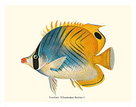 Lau Hau - Butterflyfish - Fine Art Prints & Posters