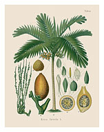 Betel Nut Palm - From Hermann Koehler's Medicinal Plants - Areca Catechu Palm - Fine Art Prints & Posters