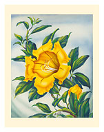 Yellow Hawaiian Lily (Cup of Gold) - c. 1940's - Fine Art Prints & Posters