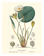 Water Lily (Ninfea Bianca) - Hand Colored Plate from Chaumeton, Poiret and Chamberet's La Flore Medicale - Fine Art Prints & Posters