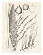 Palm Tree (Syagrus Cocoides Mart) - Fine Art Prints & Posters