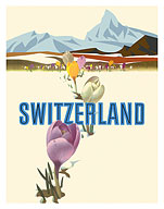 Switzerland - Crocus Flowers Swiss Alps - c. 1960 - Fine Art Prints & Posters