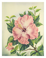 Hawaiian Pink Hibiscus - Fine Art Prints & Posters