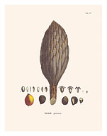 African Oil Palm Tree (Elaeis Guineensis) - Flower and Seed - Fine Art Prints & Posters