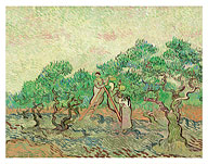 The Olive Orchard - Saint-Rémy-de-Provence, France - c. 1889 - Fine Art Prints & Posters