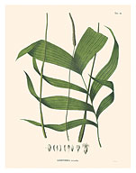 Palm Tree Leaf (Geonoma Acaulis) - c. 1820's - Fine Art Prints & Posters