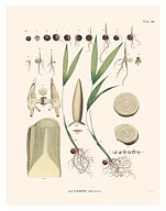 Açaí Palm Tree (Euterpe oleracea) - Betal nut-subfamily - c. 1820's - Fine Art Prints & Posters