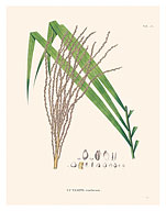 Jibara Palm Tree (Prestoea ensiformis - Futere Ensiformis) - c. 1820's - Fine Art Prints & Posters