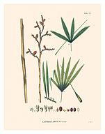 Irapay Palm Tree (Lepidocaryum Tenue) - Fine Art Prints & Posters