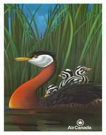 Red-necked Grebe Water Birds - Air Canada - Fine Art Prints & Posters