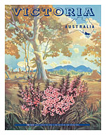 Victoria Australia - Pink Heath Flower - Floral Emblem of Victoria - c. 1944 - Fine Art Prints & Posters