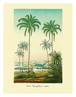 Coconut Palm Trees - Fine Art Prints & Posters