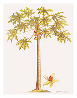 Papaya Tree, Botanical Illustration, 18th Century - Fine Art Prints & Posters