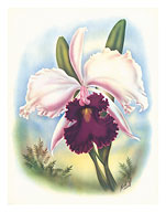 Hawaiian Orchid, Airbrush - Fine Art Prints & Posters