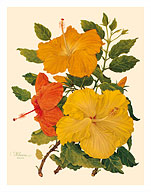 Hawaiian Hibiscus - Honolulu, Hawaii - Fine Art Prints & Posters