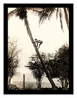 Climbing for Coconuts - Boy climbing a Coconut Tree, Lahaina, Maui - Giclée Art Prints & Posters