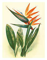 Bird of Paradise - Fine Art Prints & Posters