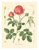 Cabbage Rose (Rosa Centifolia - Rosaceae) - Köhler's Medicinal Plants - Fine Art Prints & Posters