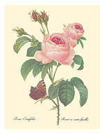 Rose Centifolia (One Hundred-Leaved Rose) - from 