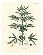 Cannabis Sativa - Common Hemp - Fine Art Prints & Posters