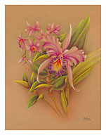 Pink Cattleya Orchid Flower - Hale Pua Studio Hawaii - Fine Art Prints & Posters