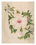 Hawaiian White Hibiscus (Pua Aloalo) - Fine Art Prints & Posters