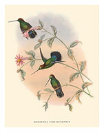 Hummingbirds on Branch - Veruguan Lance-Bill (Dorifera Veraguensis) - Fine Art Prints & Posters