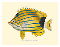 Lauhau (Chaetodon Fremblii) - Hawaiian Bluestripe Butterflyfish - from Fishes of Hawaii - c. 1905 - Fine Art Prints & Posters