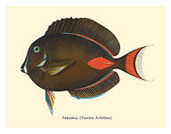 Pakuikui (Teuthis Achilles) - Achilles Tang Fish - from Fishes of Hawaii - c. 1905 - Fine Art Prints & Posters