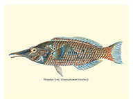 Bird Wrasse (Hinalea I'iwi) - from Fishes of Hawaii - c. 1905 - Fine Art Prints & Posters