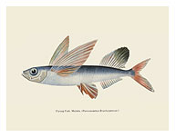 Flying Fish (Malolo) - Waikiki Hawaii Aquarium - Fine Art Prints & Posters