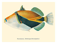 HumuHumu (Balistapus Rectangulus) - Hawaiian Reef Triggerfish - Humuhumunukunukuapua'a - from Fishes of Hawaii - Fine Art Prints & Posters