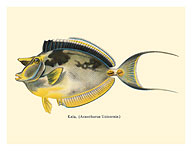 Kala (Acanthurus Unicornis) - Bluespined Unicorn Fish - from Fishes of Hawaii - c. 1905 - Fine Art Prints & Posters