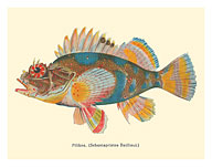 Pilikoa (Sebastapristes Baillieui) - From Fishes of Hawaii - c. 1905 - Fine Art Prints & Posters