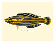 Hawaiian Hilu - Yellowstripe Coris (Julis Flavovittata) - Fishes of Hawaii - c. 1905 - Fine Art Prints & Posters
