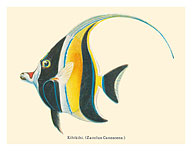 Kihikihi (Zanclus Cornutus) - Moorish Idol - from Fishes of Hawaii - c. 1905 - Fine Art Prints & Posters