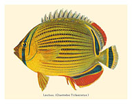 Lauhau (Chaetodon Trifasciatus) - Hawaiian Rainbow Butterflyfish - from Fishes of Hawaii - c. 1905 - Fine Art Prints & Posters