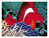 Diva, Tomato Clown Fish - Fine Art Prints & Posters