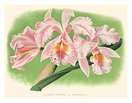 Cattleya Orchid - Cattleya Mossiae var. Bousiesiana - Pink Flower - Fine Art Prints & Posters