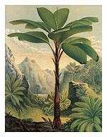 Seychelles Stilt Palm - Fine Art Prints & Posters