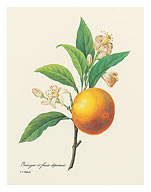 Orange Fruit (Oranger a fruits deprimes) - From the Book: Choix des Plus Belles Fleurs (Choice of the Most Beautiful Flowers) - Fine Art Prints & Posters