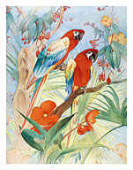 The Quaint Macaw - Red and Blue Macaws - Fine Art Prints & Posters