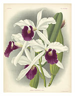 Laelia Orchid (Laelia Purpurata Lindi) - Book Plate #282 from Lindenia Iconographie des Orchidées - Fine Art Prints & Posters