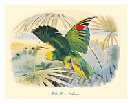 Yellow-Crowned Amazon Parrot (Amazona ochrocephala) - c. 1857 - Fine Art Prints & Posters