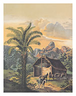 African Oil Palm (Elaeis Guineensis) - Organ Mountains, Brazil - c. 1861 - Fine Art Prints & Posters