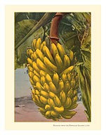 Bananas from the Hawaiian Islands - c. 1920 - Fine Art Prints & Posters