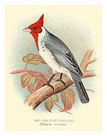 Red Crested Cardinal (Paroaria coronata) - c. 1899 - Fine Art Prints & Posters