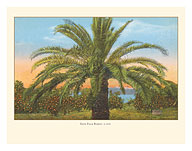 Date Palm Hawaii - c. 1910 - Giclée Art Prints & Posters